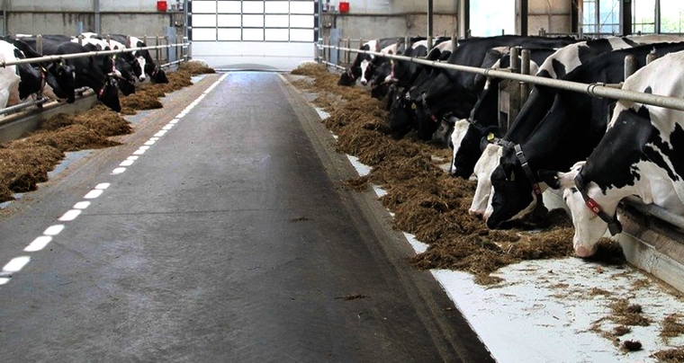Image of Terrain Solution Animal and Agri Dairy Flooring